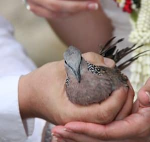Treat yourself and choose for your wedding ceremony one where East meets West in this colorful and colourful interweaving of traditions and customs.