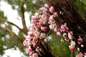 Dekoration für die Hochzeitszeremonie auf Samui – Holzbögen. Hochzeits- und Eventplaner in Thailand. Hua Hin, Samui, Chang und andere Holzbogen mit Blumen