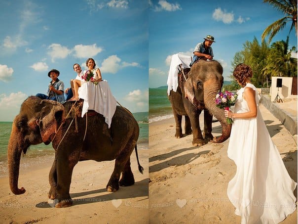 Катание на слоне Организатор свадеб и праздников в Таиланде. Хуахин острова Самуи и Чанг и другие Слон 4